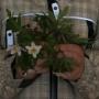 Hvor mye betalte dere for katten? - last post by bizzy