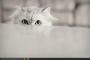 Det er her og n� at livet begynner. - last post by Surriball