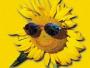 Vi �nsker oss en liten Solsikkespire - last post by Solsikke