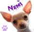 Sjakal/Jack Russell!! - last post by AvaAdore
