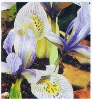 Iris Katharine Hodgkin.jpg