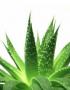 aloeverakristine