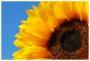 sonnenblume