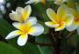 Plumeria