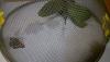 post-66131-0-20648200-1359234111_thumb.j