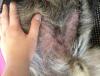 post-36361-0-42859500-1345821070_thumb.j