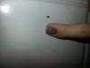 post-74228-0-26528900-1415024578_thumb.j