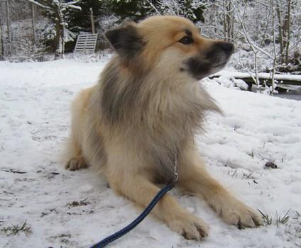 finsk-lapphund-foto-hilo-2.jpg