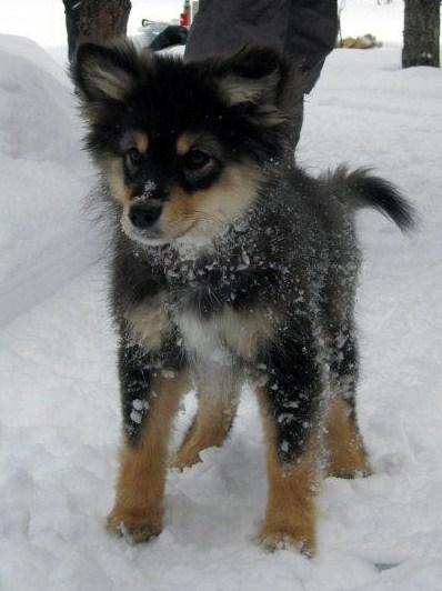 finsk-lapphund-jonna75.jpg