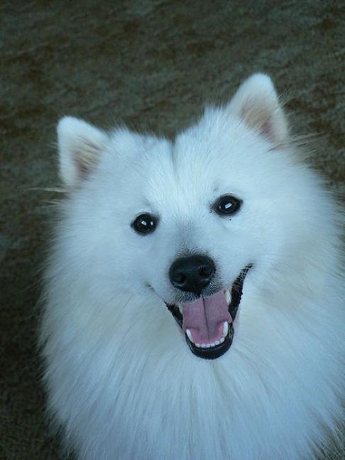 japanese_spitz_2.jpg