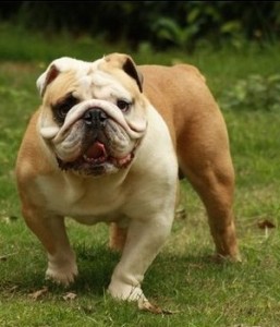 Bulldog-2-257x300.jpg.2e0f4cb28318553725