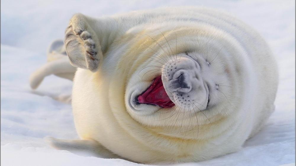 cute-polar-bears-happy-bear-animal-store-90331.jpg