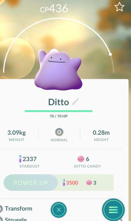 ditto2.jpg