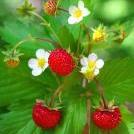 Fragaria Vesca