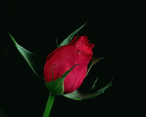 rose.gif.4a67d2b323ed00fb6c82fbb7c92037bc.gif