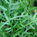 Ruccola