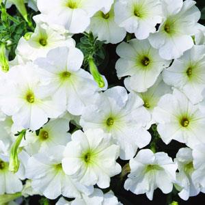 petunia.jpeg.adfb223a9e6c6a431bee7378af06877f.jpeg