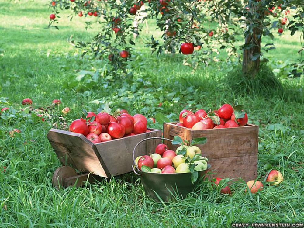 appleharvest.jpg