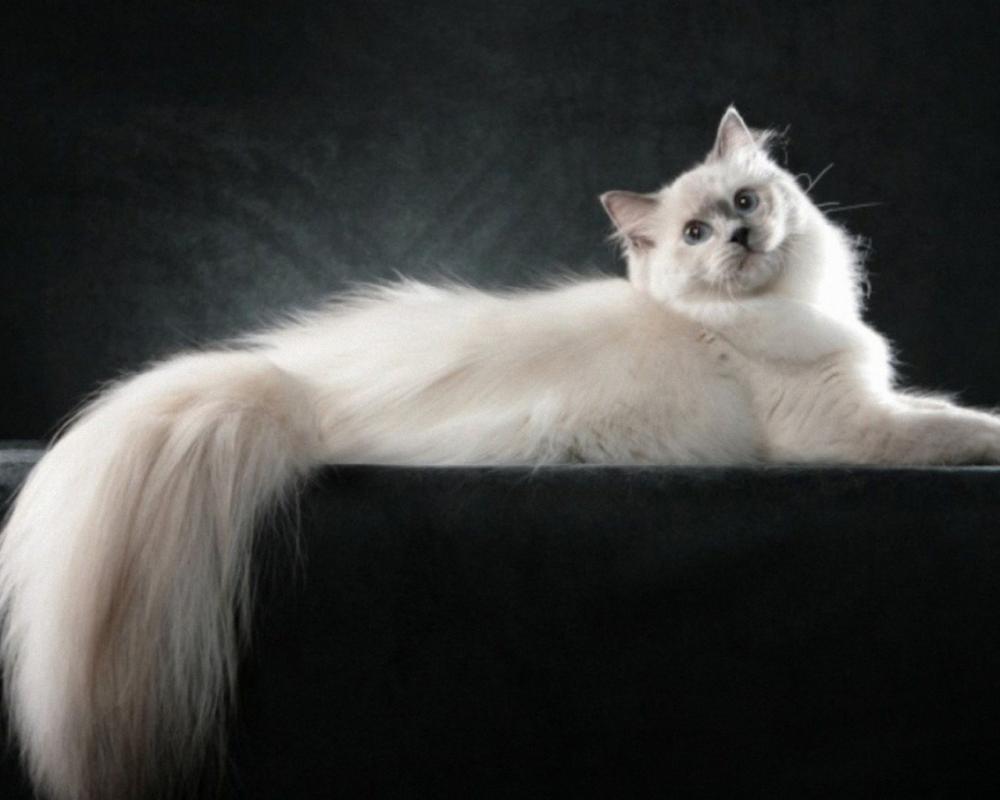 cat-hairy-tail-desktop-background.jpg