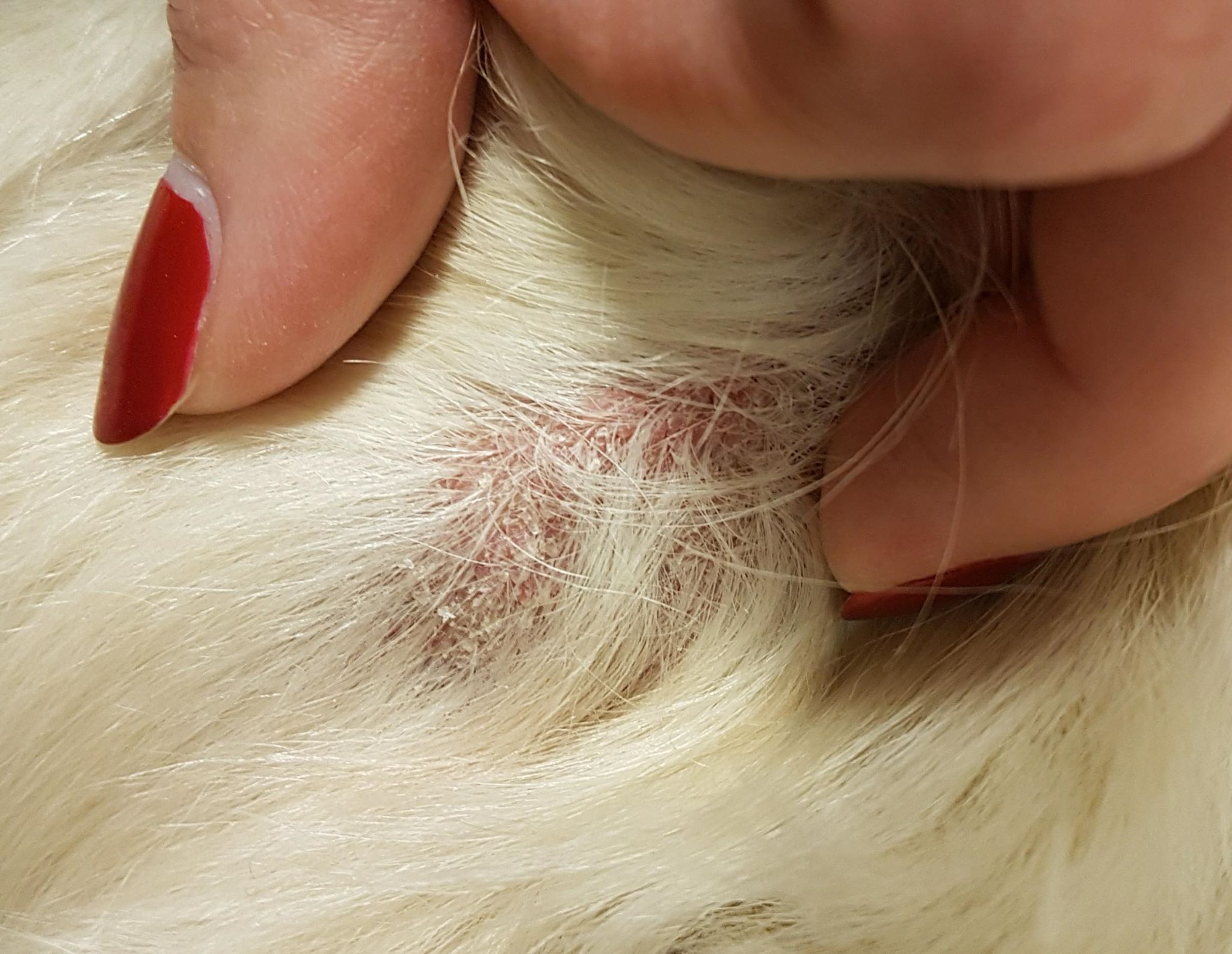 lede efter Majestætisk En effektiv Hund med rar, kløende hud på albuene - Kjæledyr - Kvinneguiden Forum