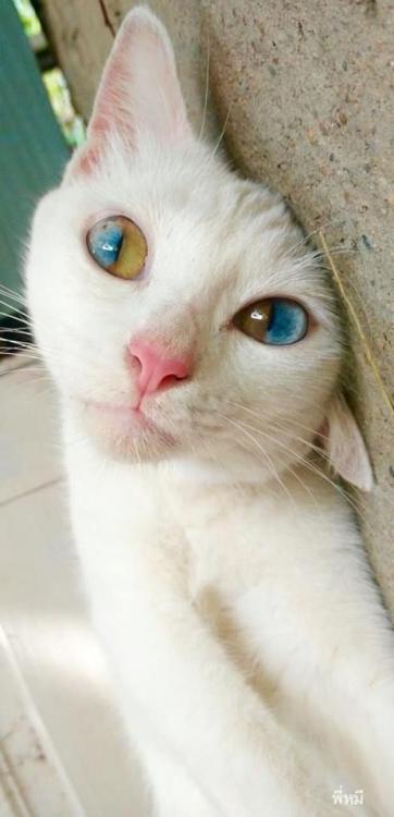 cat-eyes.jpg