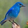 blåfuglen