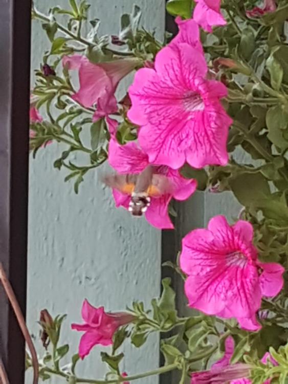 20180802_185905.jpg