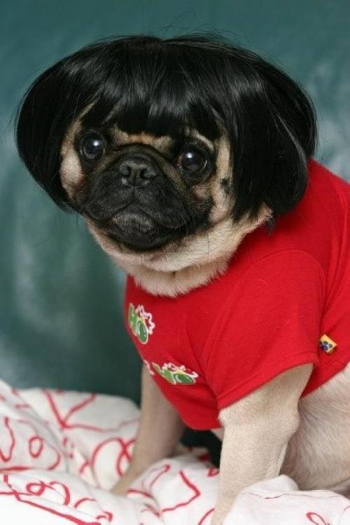 PUG.jpg