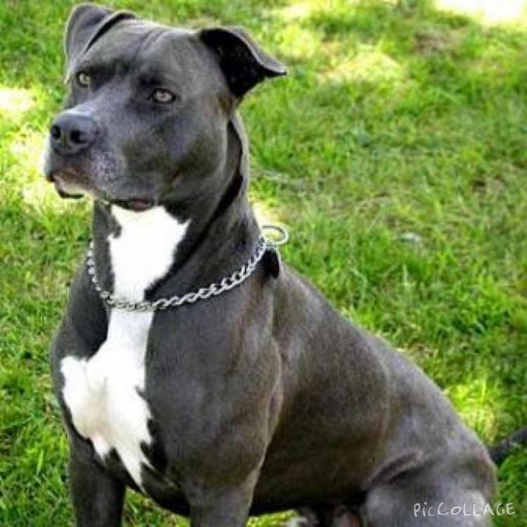 american-staffordshire-terrier-03.jpg