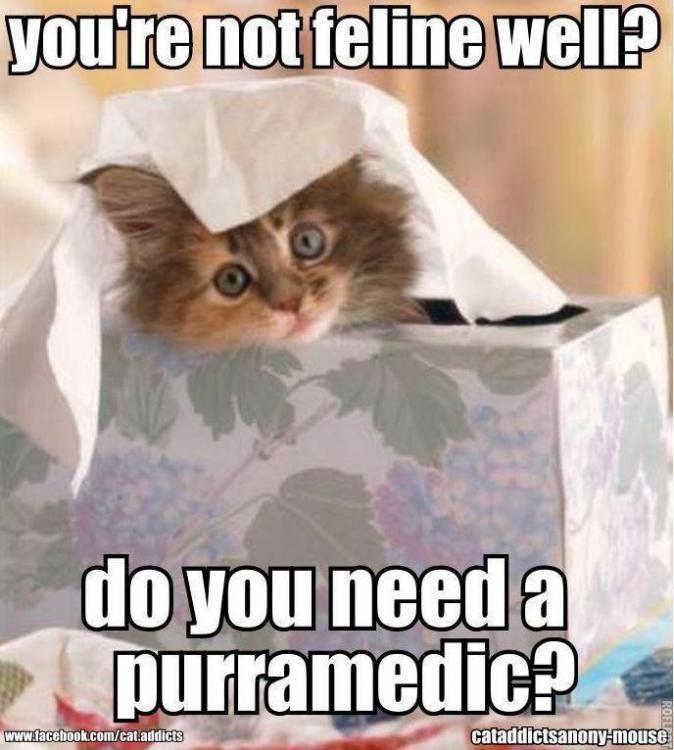 youre-not-feline-well-do-you-need-a-purramedic-get-well-soon-meme.thumb.jpg.5f2f7be45c95fea506f17aaf908904ea.jpg