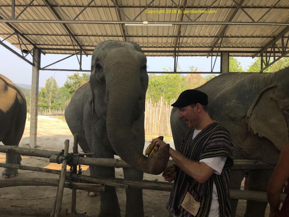 Feeding_elephant_Chiang_Mai.JPG