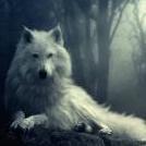 Lonelywolf