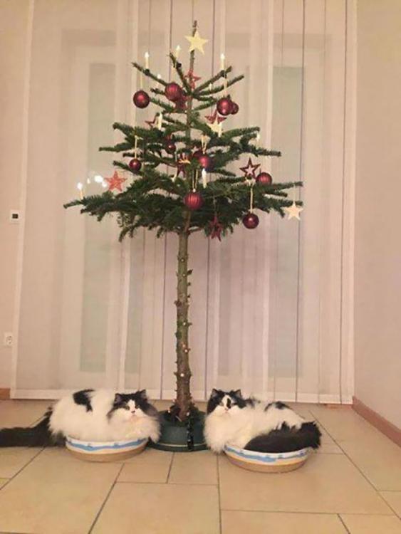 5a1528947a998-protecting-christmas-tree-from-dogs-cats-pets-19-585a7629ec52f__700.jpg