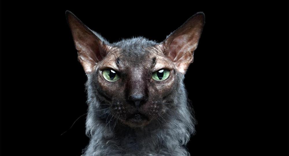 lykoi.jpg