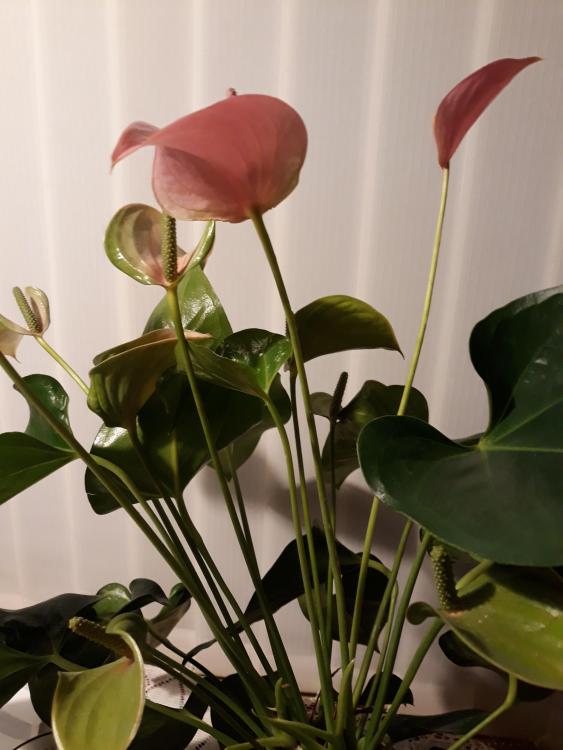 20181205_225811.jpg