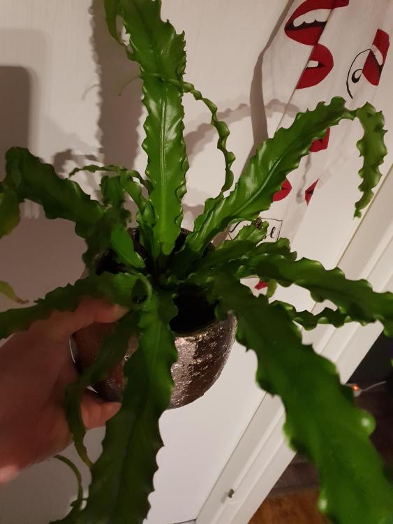 20190115_190356.jpg