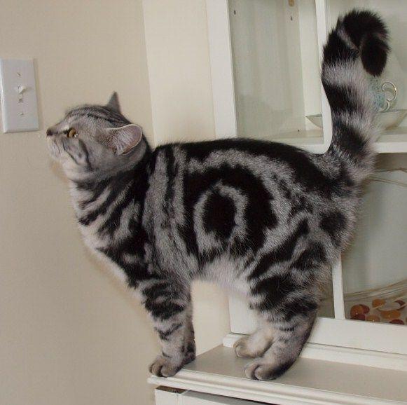 british-shorthair-silver-tabby-breeders-6.jpg.4e0f6f5c0904d0d3642f094f41c9c7db.jpg