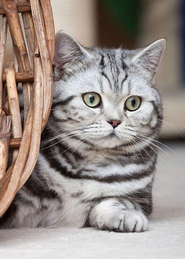 tabby-cat-clipart-american-shorthair-788597-7703933.jpg.3a74abe8effc39d5b8cb44b9487ceee7.jpg