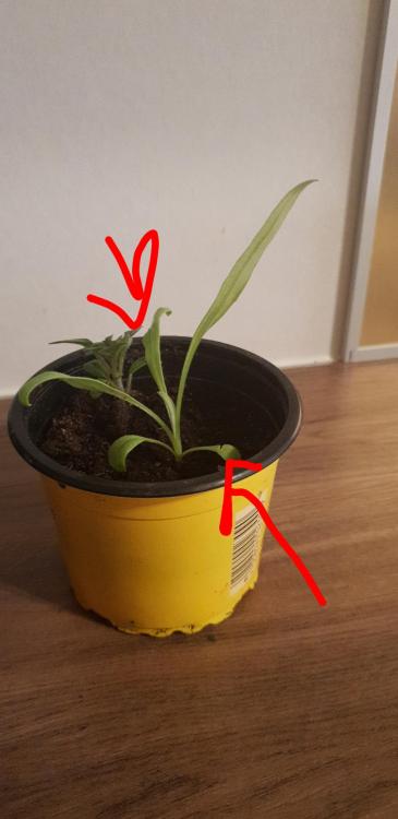 Snapchat-87098563.jpg