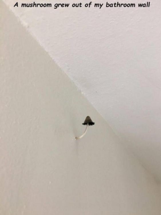 20190625_215821.thumb.jpg.eca4655db4ddf6883cf28afabd90cf7b.jpg