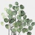 Pilea peperomioide