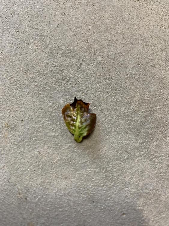 51AF2EAB-9DF5-4710-ABA7-D0F50C30D609.jpeg