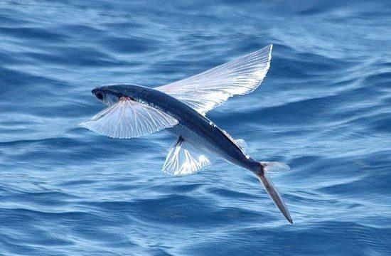 Untitled-550x360flyf.jpg.329d47bd03cbedb5ae2ed317999ee4de.jpg