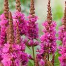 Salicaria