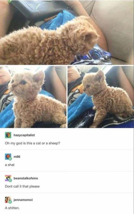 if-pictures-of-curly-haired-cat-are-of-cat-or-sheep-and-people-calling-it-shat-and-shitten.jpeg