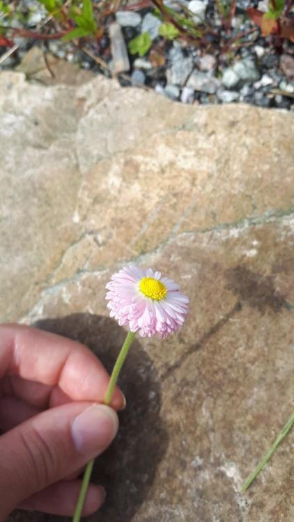 blomst.thumb.jpg.6853ecd5c97d5519a7108770e8f7f735.jpg