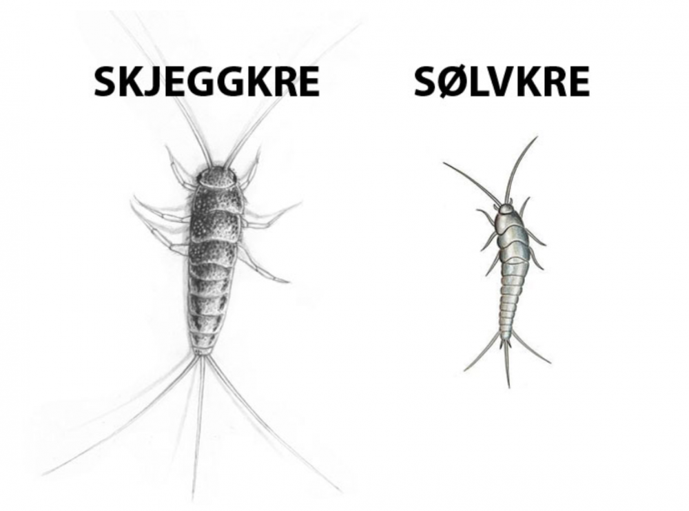 skjeggkre-ny.thumb.png.6b44342f7357cb59ede8e5e8779066a4.png