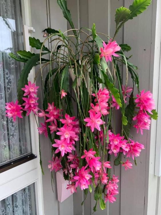 empiphyllum german empress.jpg