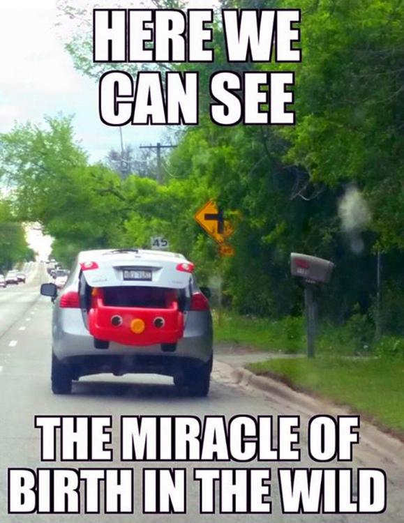 here-we-can-see-the-miracle-of-birth-in-the-wild-toy-car.thumb.jpg.65a4d9773ee05bfd0318646b6ddc9eec.jpg