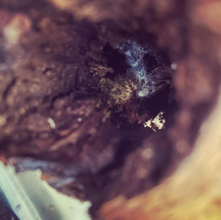 regalis.thumb.jpg.3863f353ea2b51f6725ab09eeff9a42f.jpg